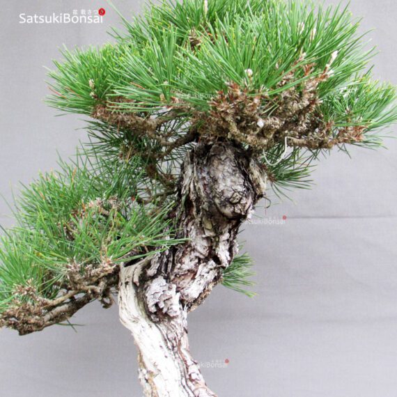 Pinus Thunbergii Kuromatsu YAMADORI RISERVATO - immagine 6