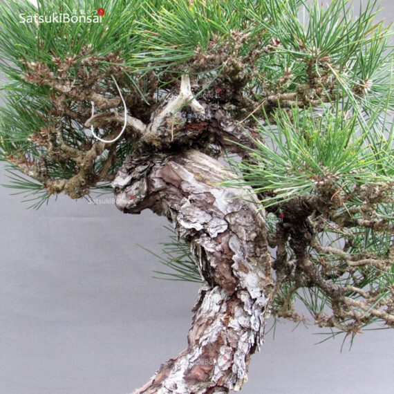 Pinus Thunbergii Kuromatsu YAMADORI RISERVATO - immagine 8