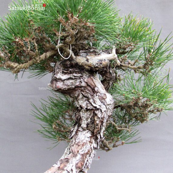 Pinus Thunbergii Kuromatsu YAMADORI RISERVATO - immagine 7