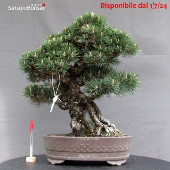 Pinus Thunbergii Kuromatsu Kotobuki VENDUTO