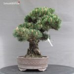 Pinus Thunbergii Kuromatsu Kotobuki VENDUTO - immagine 3