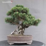 Pinus Thunbergii Kuromatsu Kotobuki VENDUTO - immagine 4