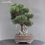 Pinus Thunbergii Kuromatsu Kotobuki VENDUTO - immagine 5