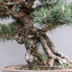 Pinus Thunbergii Kuromatsu Kotobuki VENDUTO - immagine 2