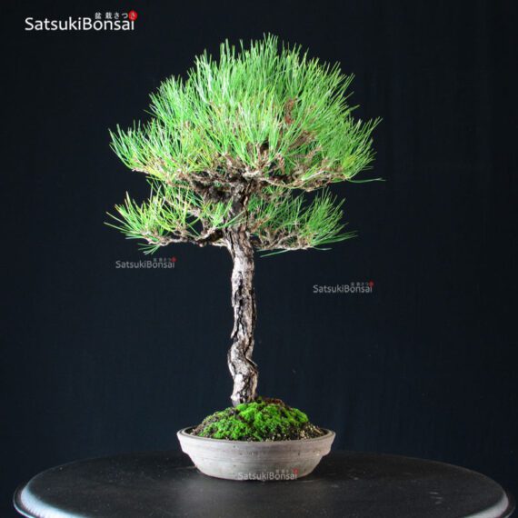 Pinus Thunbergii Kuromatsu - immagine 2