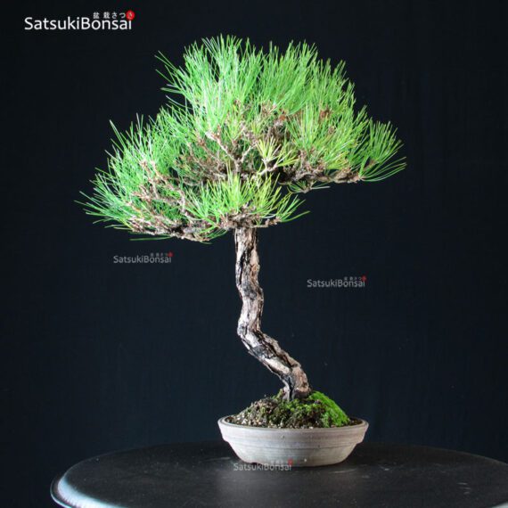 Pinus Thunbergii Kuromatsu - immagine 3