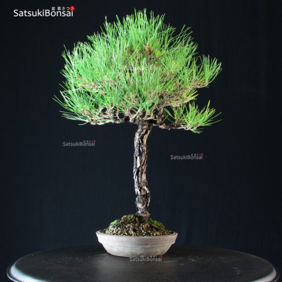 Pinus Thunbergii Kuromatsu - immagine 4