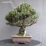 Pinus Thunbergii Kuromatsu Kotobuki - immagine 2