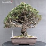 Pinus Thunbergii Kuromatsu Kotobuki - immagine 3