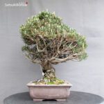 Pinus Thunbergii Kuromatsu Kotobuki - immagine 4