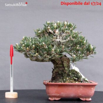 Pinus Thunbergii Kuromatsu Kotobuki VENDUTO