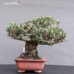 Pinus Thunbergii Kuromatsu Kotobuki VENDUTO - immagine 2