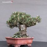 Pinus Thunbergii Kuromatsu Kotobuki VENDUTO - immagine 4