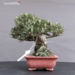 Pinus Thunbergii Kuromatsu Kotobuki VENDUTO - immagine 5