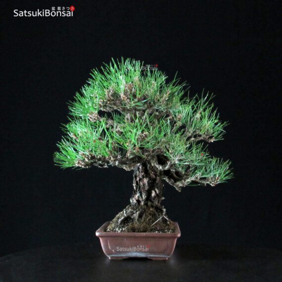 Pinus Thunbergii Kuromatsu - immagine 5