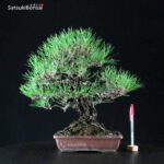 Pinus Thunbergii Kuromatsu
