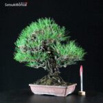 Pinus Thunbergii Kuromatsu - immagine 2