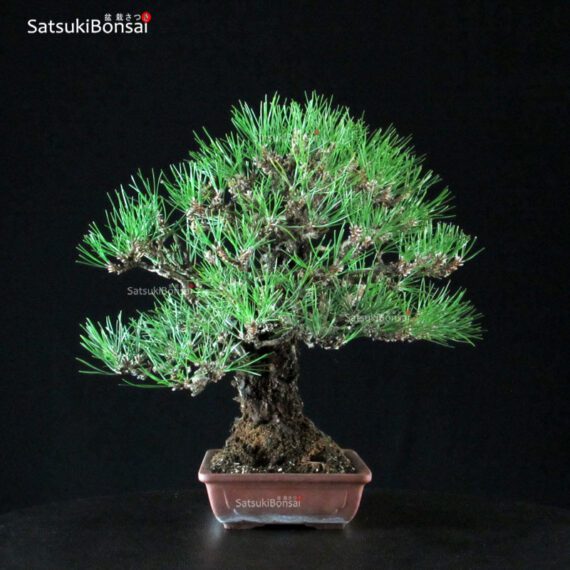 Pinus Thunbergii Kuromatsu - immagine 3