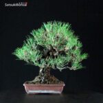 Pinus Thunbergii Kuromatsu - immagine 4