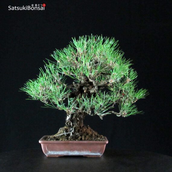 Pinus Thunbergii Kuromatsu - immagine 4
