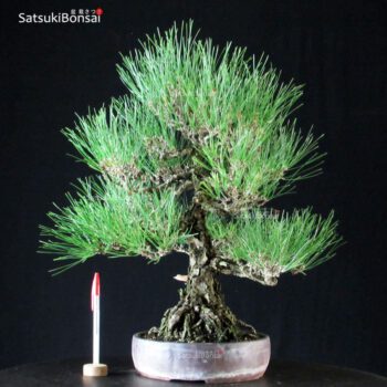 Pinus Thunbergii Kuromatsu
