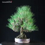 Pinus Thunbergii Kuromatsu - immagine 2
