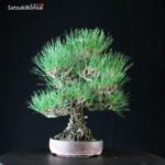 Pinus Thunbergii Kuromatsu - immagine 3