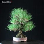 Pinus Thunbergii Kuromatsu - immagine 4