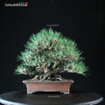 Pinus Thunbergii Kuromatsu VENDUTO - immagine 3