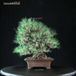 Pinus Thunbergii Kuromatsu VENDUTO - immagine 4