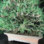 Pinus Thunbergii Kuromatsu VENDUTO - immagine 5