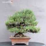 Pinus Thunbergii Kuromatsu VENDUTO - immagine 7