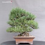 Pinus Thunbergii Kuromatsu VENDUTO - immagine 9