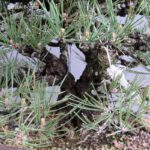 Pinus Thunbergii Kuromatsu VENDUTO - immagine 10