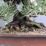 Pinus Thunbergii Kuromatsu VENDUTO - immagine 11