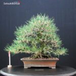 Pinus Thunbergii Kuromatsu VENDUTO