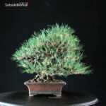 Pinus Thunbergii Kuromatsu VENDUTO - immagine 2