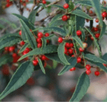Ilex serrata Koshobai - immagine 3