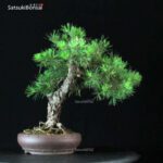 Pino Silvestre - Pinus Sylvestris - immagine 2