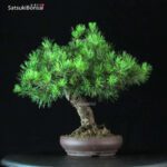 Pino Silvestre - Pinus Sylvestris - immagine 4