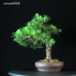 Pino Silvestre - Pinus Sylvestris - immagine 3