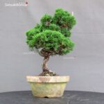 Juniperus Chinensis Itoigawa - immagine 2