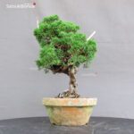 Juniperus Chinensis Itoigawa - immagine 4