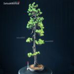 Pinus Pentaphylla - Goyomatsu VENDUTO