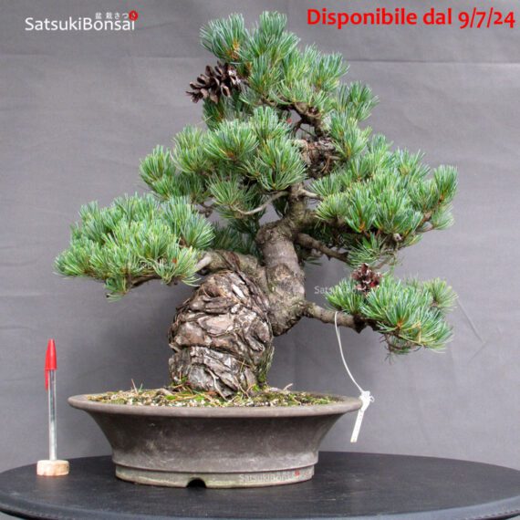 Pinus Pentaphylla Parviflora - Goyomatsu