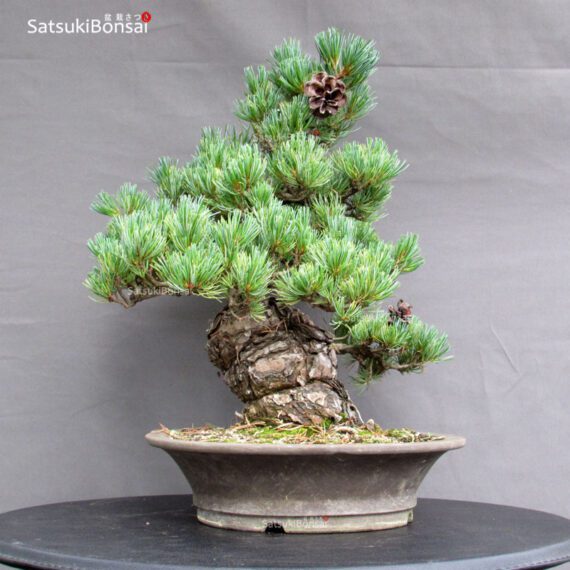 Pinus Pentaphylla Parviflora - Goyomatsu - immagine 2