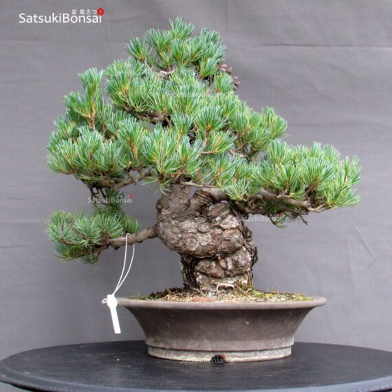 Pinus Pentaphylla Parviflora - Goyomatsu - immagine 3