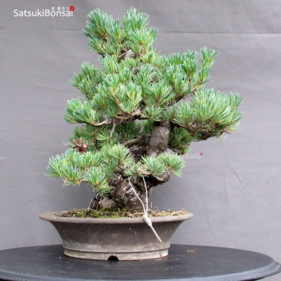 Pinus Pentaphylla Parviflora - Goyomatsu - immagine 4