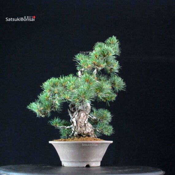 Pinus Pentaphylla Parviflora - Goyomatsu - immagine 2