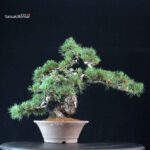 Pinus Pentaphylla Parviflora - Goyomatsu - immagine 3